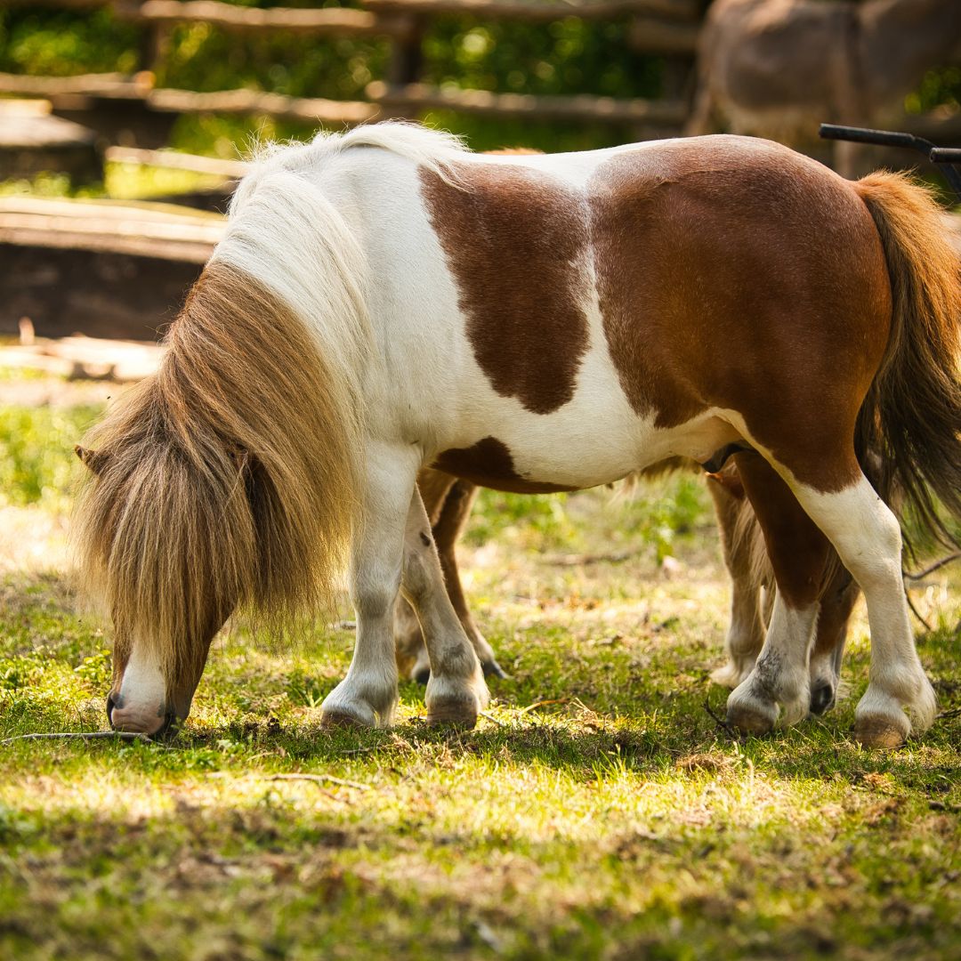 PONI NA KRAJ SVETA